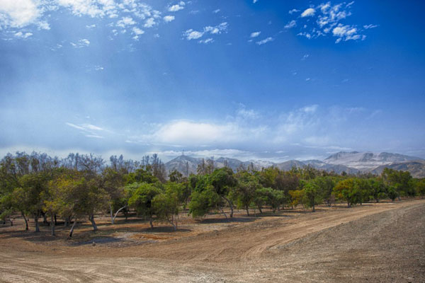reduccion-de-emisiones-co2-bosque-de-huarmey-2